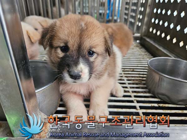 종료(자연사) 믹스…